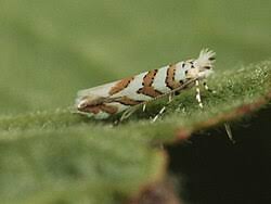 Attēlu rezultāti vaicājumam “Phyllonorycter sp.”