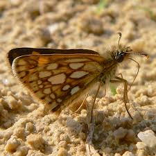 Attēlu rezultāti vaicājumam “Carterocephalus palaemon upperside”