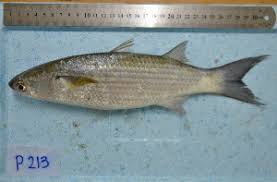 Image result for Crenimugil seheli