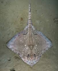 Image result for Raja clavata