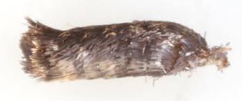 Attēlu rezultāti vaicājumam “Incurvaria praelatella”