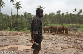 Image result for pinawella