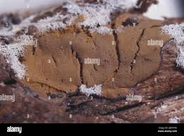 Attēlu rezultāti vaicājumam “Dictydiaethalium plumbeum spores”