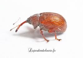 Attēlu rezultāti vaicājumam “Anthonomus phyllocola”