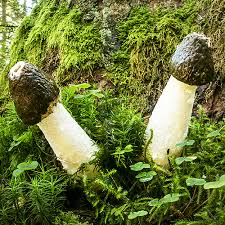 Attēlu rezultāti vaicājumam “Phallus impudicus”