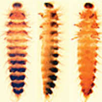 Attēlu rezultāti vaicājumam “Megatoma undata”