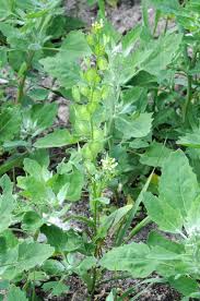 Attēlu rezultāti vaicājumam “Thlaspi arvense”