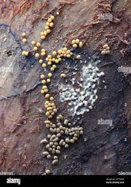 Attēlu rezultāti vaicājumam “Trichia varia young”