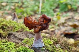 Attēlu rezultāti vaicājumam “Gyromitra infula”
