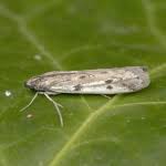 Attēlu rezultāti vaicājumam “Phycitodes binaevella”