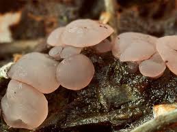 Attēlu rezultāti vaicājumam “Ombrophila violacea”