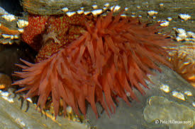 ผลการค้นหารูปภาพสำหรับ strawberry anemone
