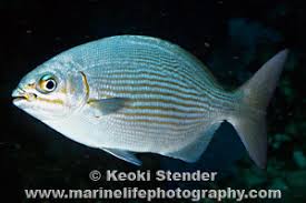 Image result for Kyphosus