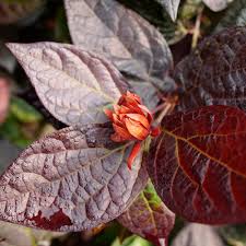 Attēlu rezultāti vaicājumam “Calycanthus floridus”