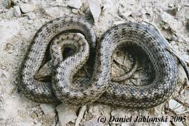 Attēlu rezultāti vaicājumam “Coronella austriaca adult”