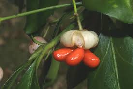 Attēlu rezultāti vaicājumam “Euonymus fruit”