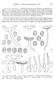 Image result for Melanoleuca rasilis var. pseudoluscina