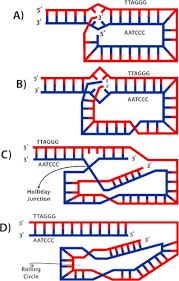 Image result for the end of the t-loop structure