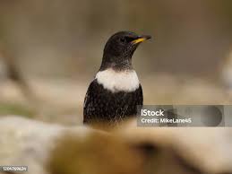 Image result for Turdus torquatus