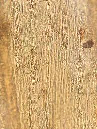 Attēlu rezultāti vaicājumam “Sciuro-hypnum reflexum”