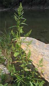 Image result for Chenopodium ambrosioides