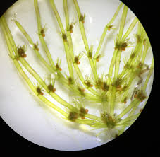 Attēlu rezultāti vaicājumam “Chara aspera”