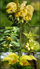 Attēlu rezultāti vaicājumam “Lamiastrum galeobdolon bud”
