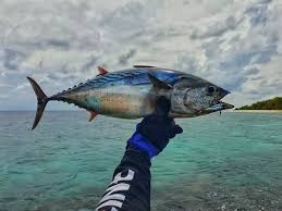 Image result for Euthynnus affinis