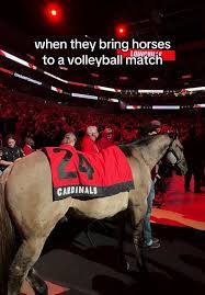 Image result for Thoroughbreds Netball Clubs