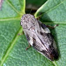 Attēlu rezultāti vaicājumam “Aphrophora alni”