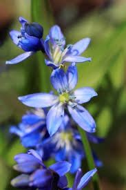 Attēlu rezultāti vaicājumam “Scilla siberica leaf”