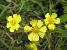 Attēlu rezultāti vaicājumam “Ranunculus flammula fruit”