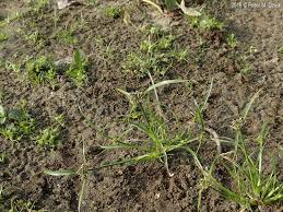 Attēlu rezultāti vaicājumam “Cyperus fuscus fruit”