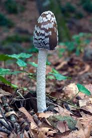 Attēlu rezultāti vaicājumam “Coprinus sp.”