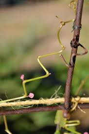 Attēlu rezultāti vaicājumam “Stemonitopsis gracilis stalked”