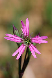 Image result for Lychnis flos-cuculi