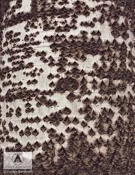 Attēlu rezultāti vaicājumam “Populus x berolinensis”