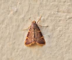 Attēlu rezultāti vaicājumam “Hypsopygia costalis”