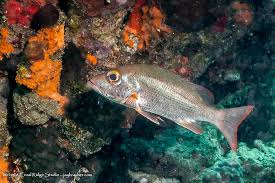 Image result for Lutjanus mahogoni