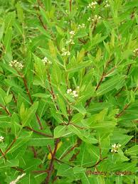 Attēlu rezultāti vaicājumam “Diderma tigrinum stalked”