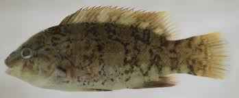 Image result for Tautoga onitis