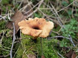 Attēlu rezultāti vaicājumam “Polyporus tubaeformis”