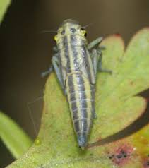 Attēlu rezultāti vaicājumam “Cicadella viridis female”