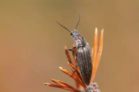 Attēlu rezultāti vaicājumam “Actenicerus sjaelandicus”