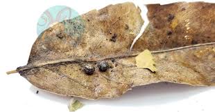 Attēlu rezultāti vaicājumam “Armadillidium pulchellum”