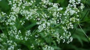 Attēlu rezultāti vaicājumam “Galium rivale”