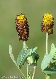 Attēlu rezultāti vaicājumam “Trifolium spadiceum fruit”