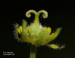 Attēlu rezultāti vaicājumam “Acer campestre flower”