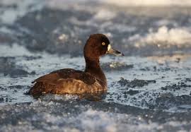 Attēlu rezultāti vaicājumam “Aythya fuligula female”