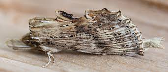 Attēlu rezultāti vaicājumam “Pterostoma palpina larva”